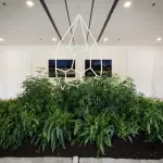 Canapa: perché salverà il nostro futuro?